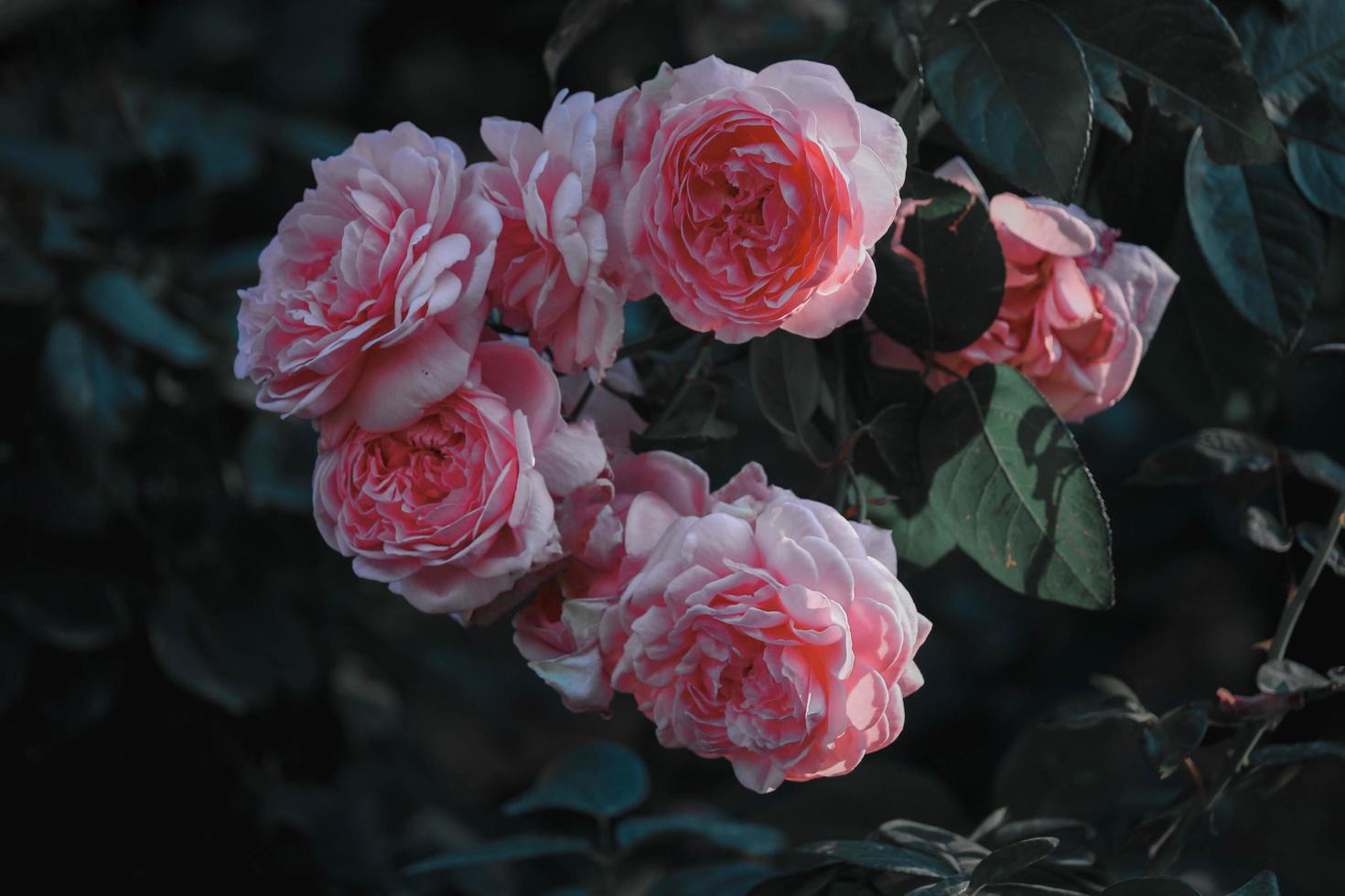 roze engelse rozen bloeien in de zomertuin, een van de meest geurige bloemen, best ruikende, mooie en romantische bloemen foto