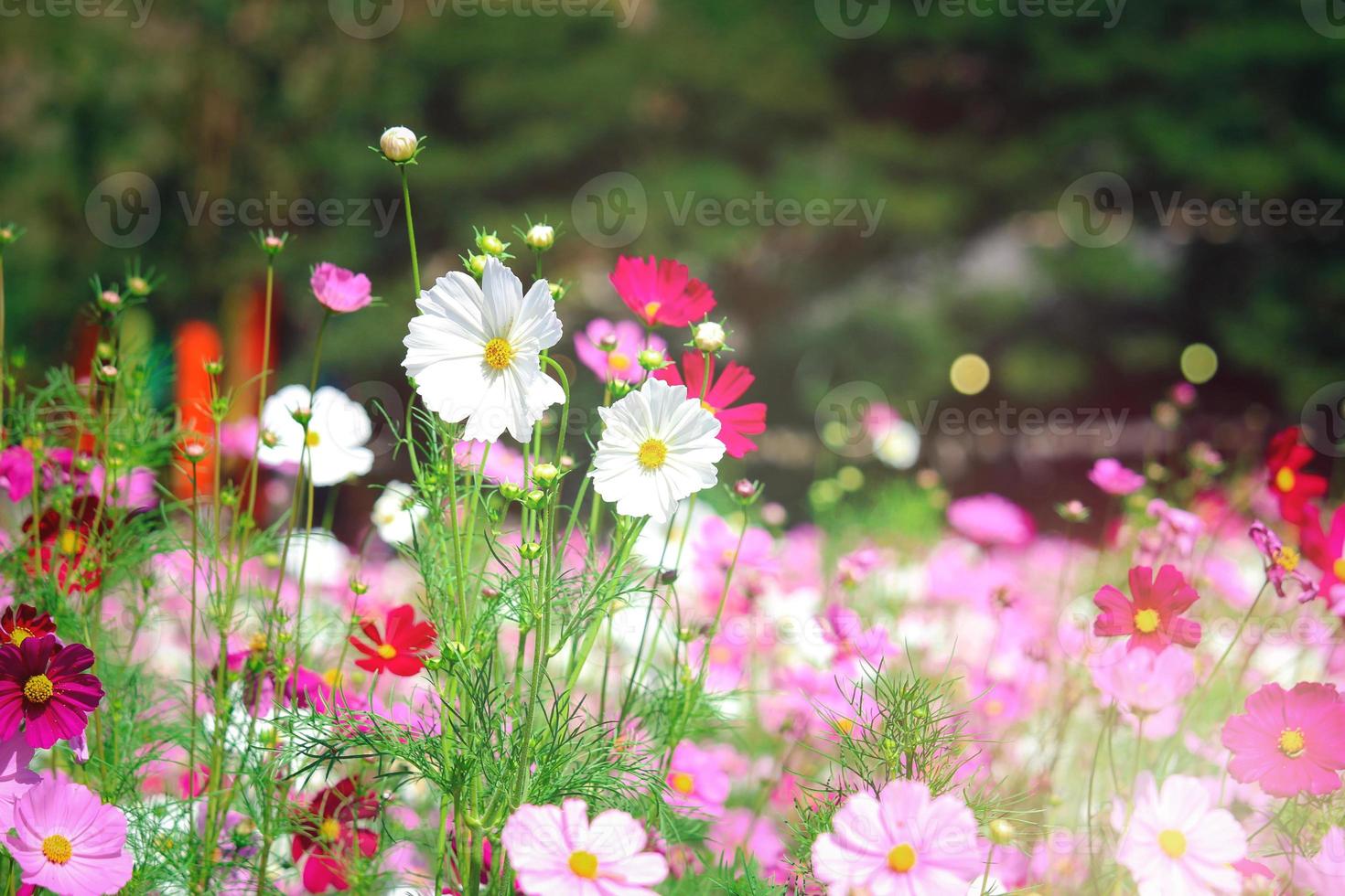 roze kosmos bloem bloeiend kosmos bloem veld, mooie levendige natuurlijke zomertuin buiten park afbeelding. foto