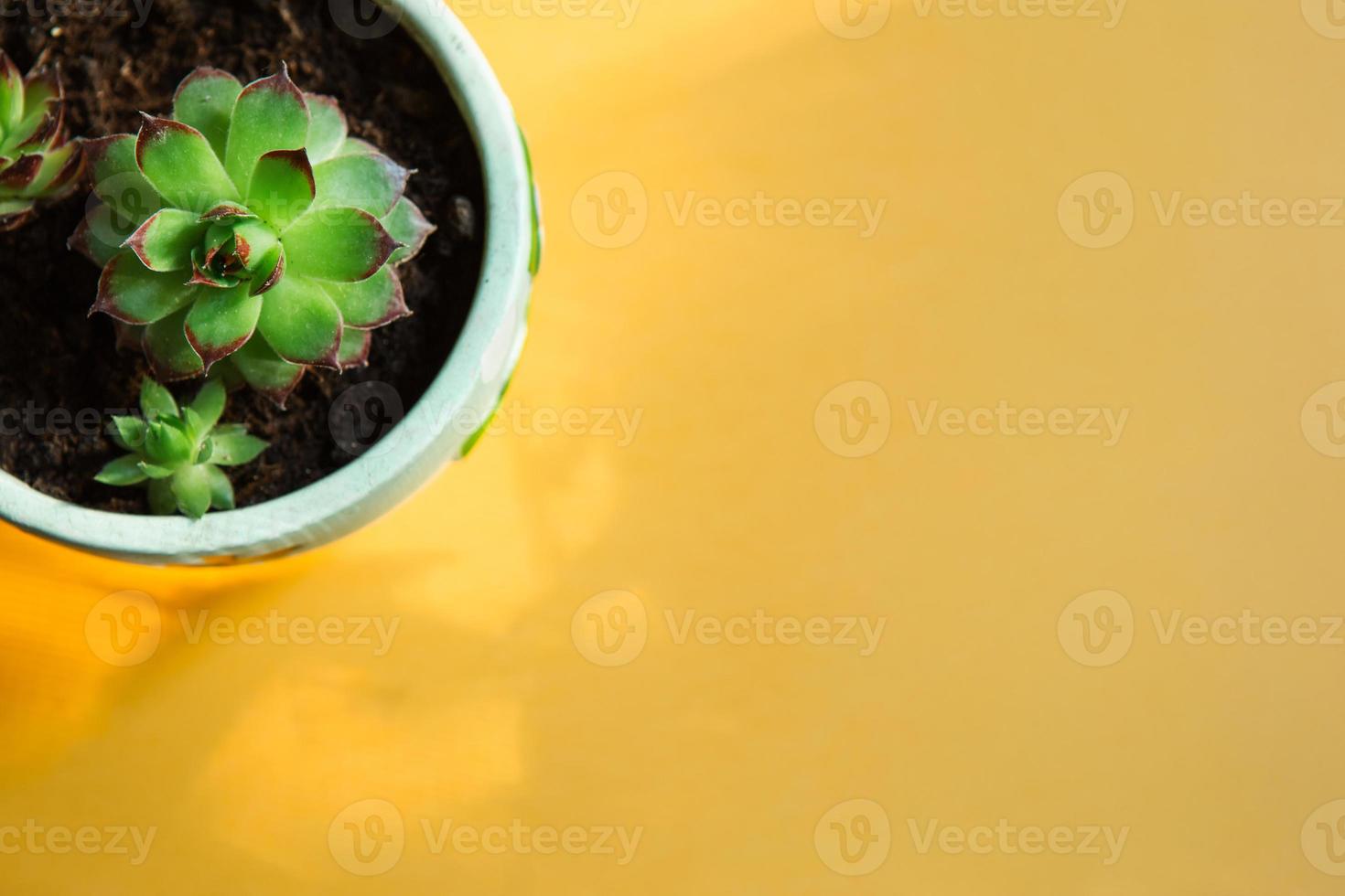echeveria in een pot in fel licht met schaduwen. een kamerplant, een groen huis, een vetplant is een symbool van harmonie. ruimte kopiëren. verzorging van kamerplanten foto