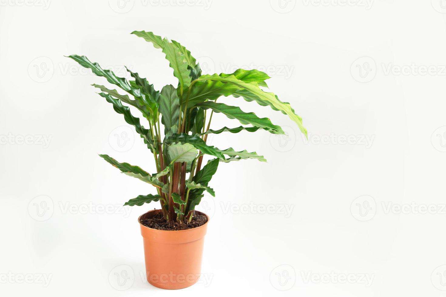 calathea rufibarba groen fluwelen blad close-up. kamerplanten in pot, groene woondecoratie, verzorging en teelt, marantaceae-variëteit. foto