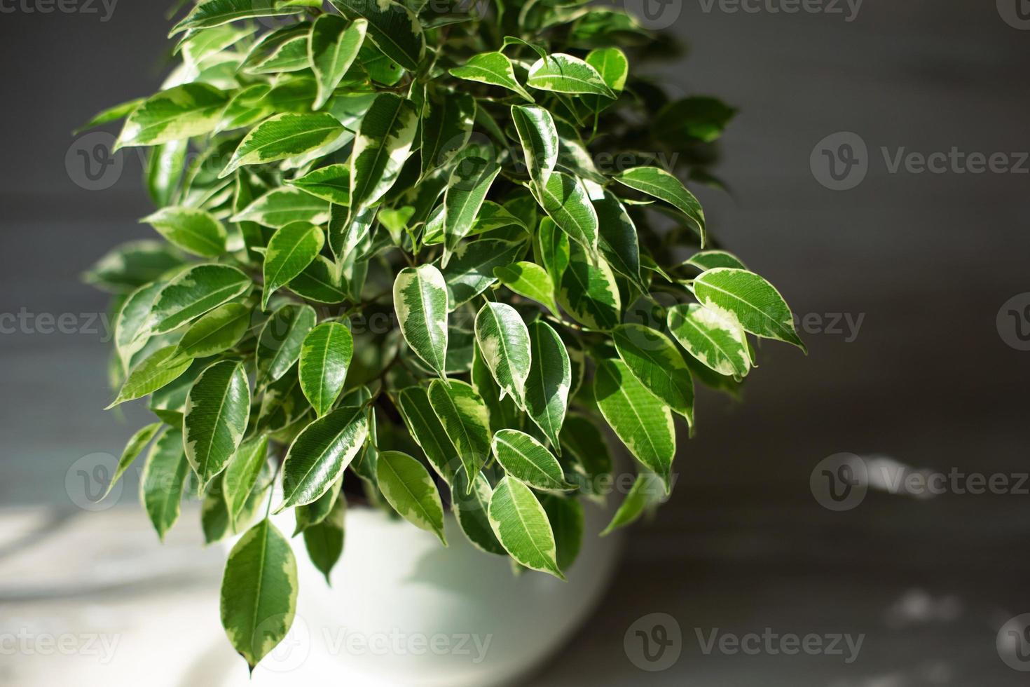 bont blad van ficus benjamin in een close-up van een ronde pot. het kweken van kamerplanten in pot, groene woondecoratie, verzorging en teelt foto