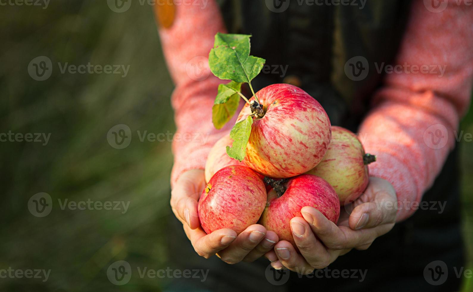 roze met strepen verse appels van takken in handen van vrouwen op een donkergroene achtergrond. herfst oogstfeest, landbouw, tuinieren, Thanksgiving. warme sfeer, natuurlijke milieuvriendelijke producten foto