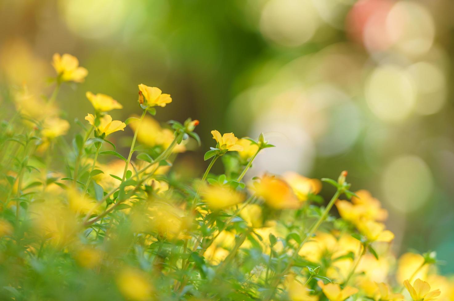 close-up van gele bloem en groen blad onder zonlicht met kopie ruimte met als achtergrond natuurlijke planten landschap, ecologie behang concept. foto