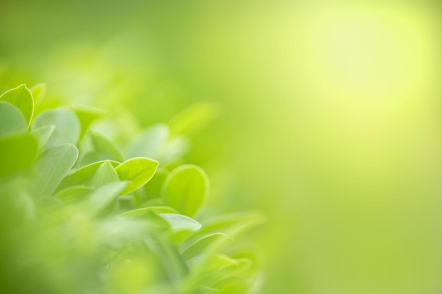 close-up van de natuur weergave groen blad op onscherpe groene achtergrond onder zonlicht met bokeh en kopieer ruimte als achtergrond natuurlijke planten landschap, ecologie behang concept. foto