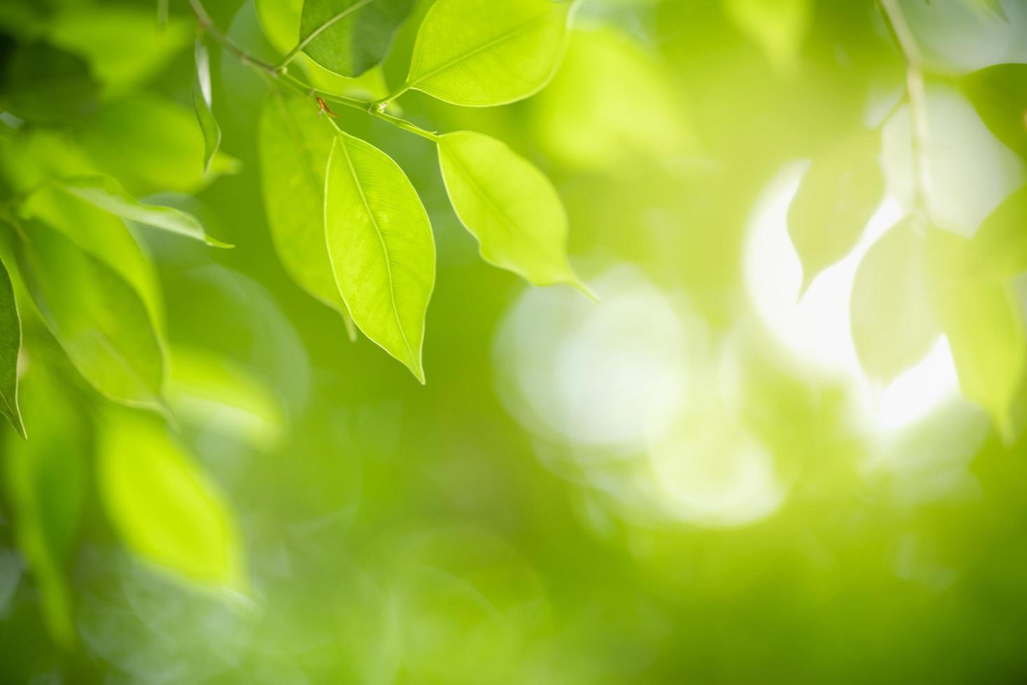 close-up van de natuur weergave groen blad op onscherpe groene achtergrond onder zonlicht met bokeh en kopieer ruimte als achtergrond natuurlijke planten landschap, ecologie behang concept. foto