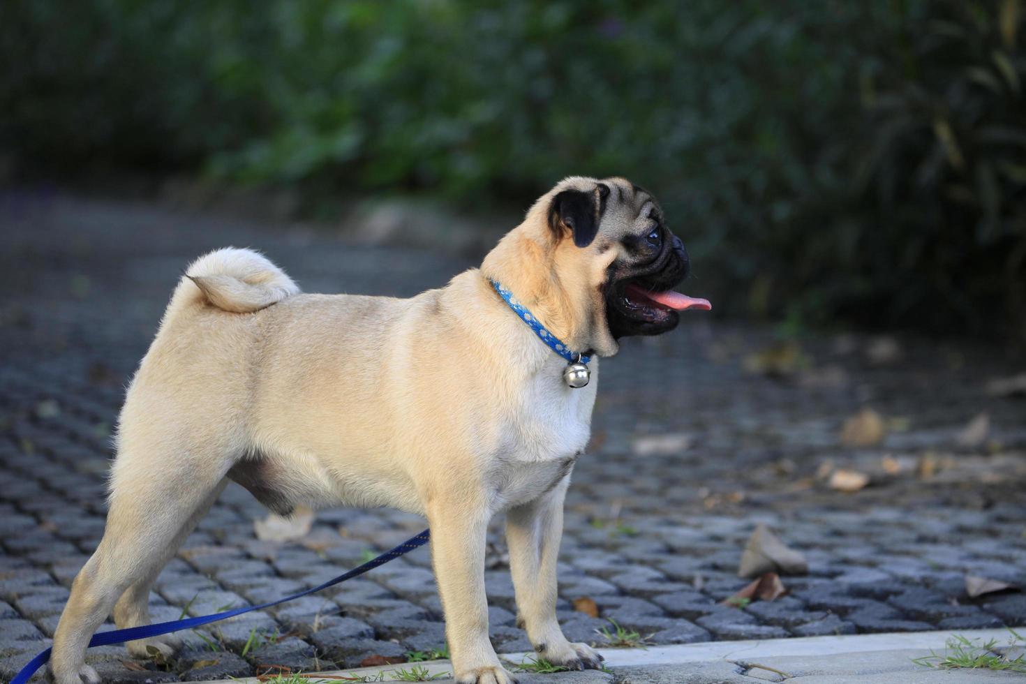 speelse puppypug die in het park staat foto