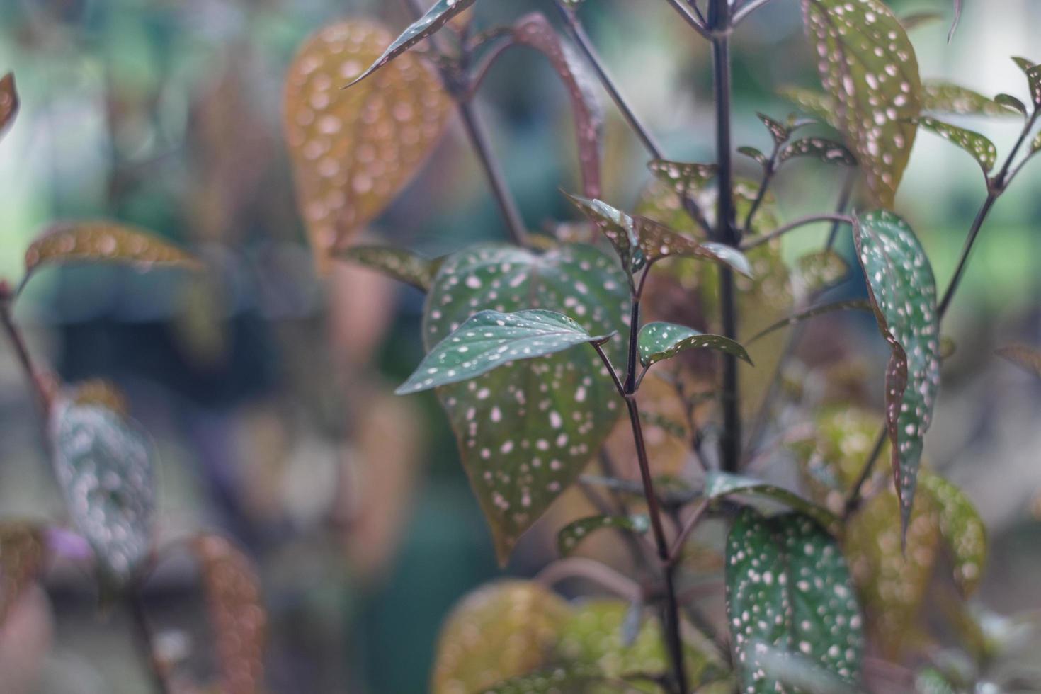 polka dot plant foto