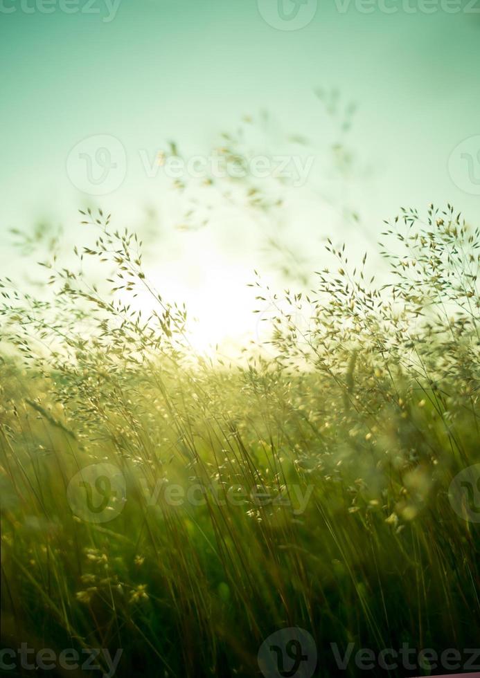 zomer droog gras foto