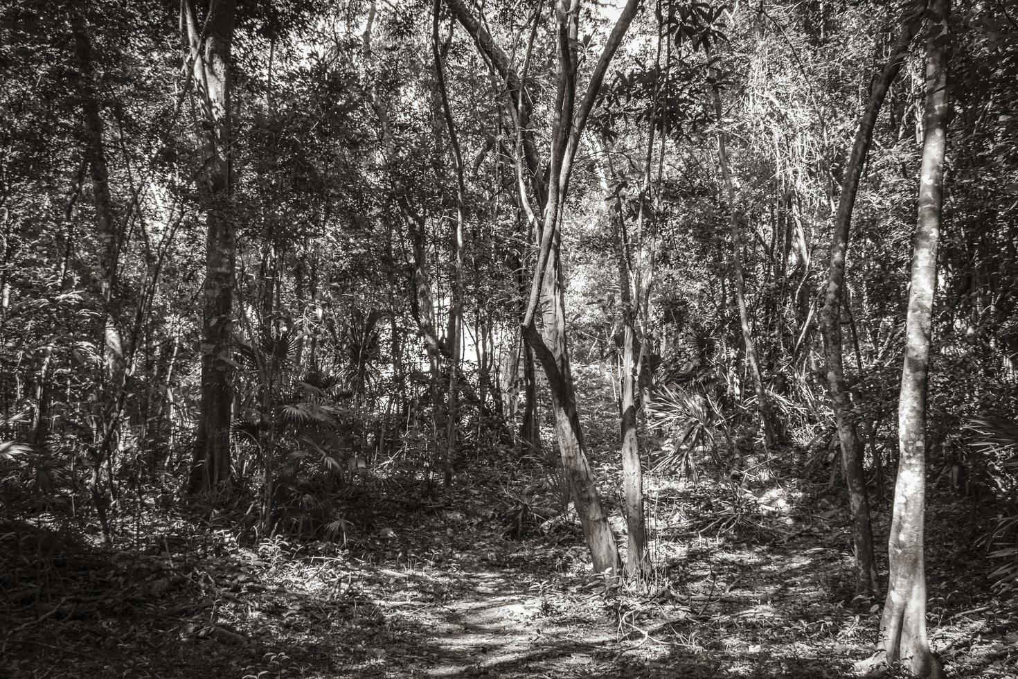 tropische jungle planten bomen wandelpaden muyil mayan ruïnes mexico. foto