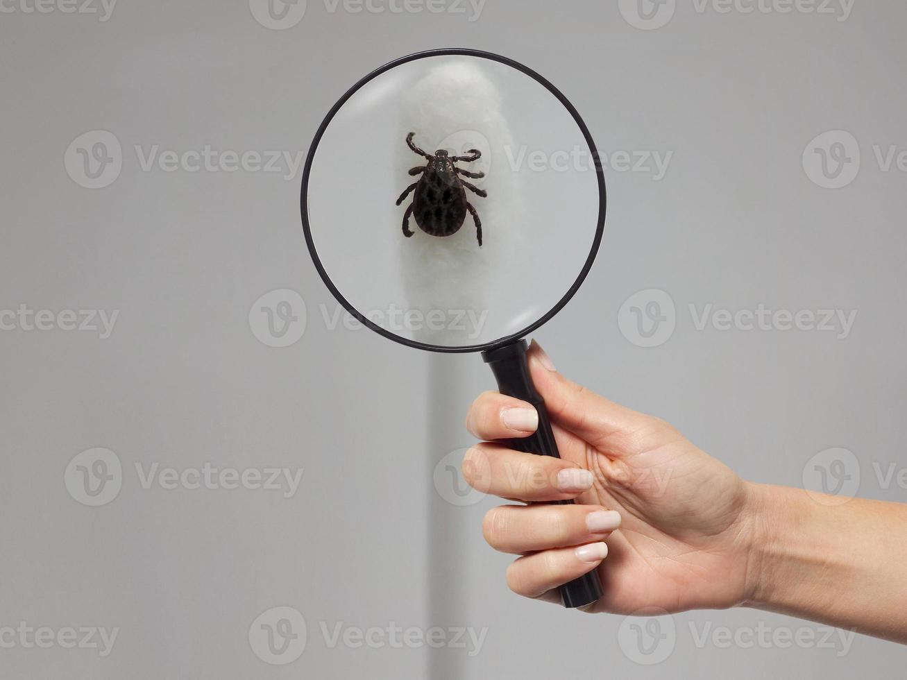 bloedzuiger teek onder een vergrootglas op een wattenstaafje. foto