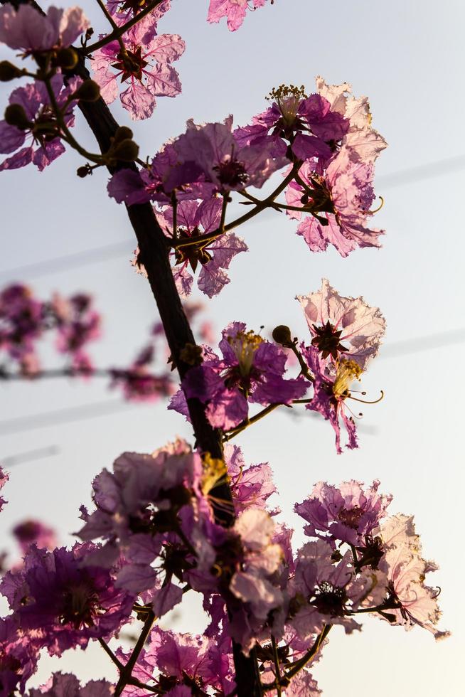 lagerstroemia vage lijn foto