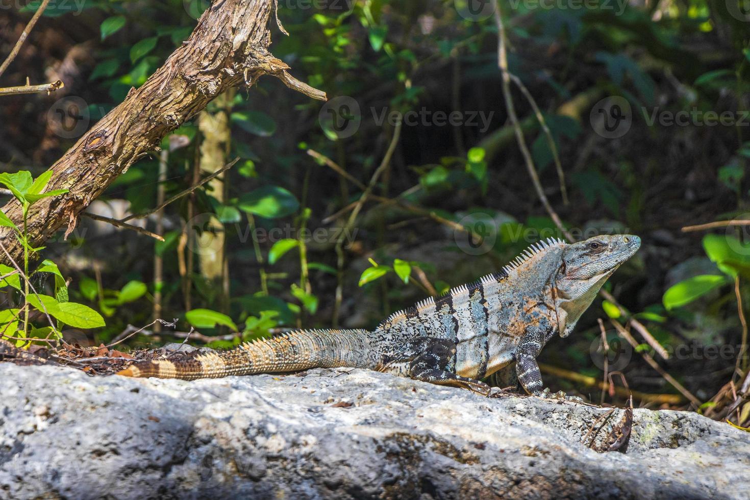 mexicaanse leguaan ligt op rotssteen natuurbos van mexico. foto