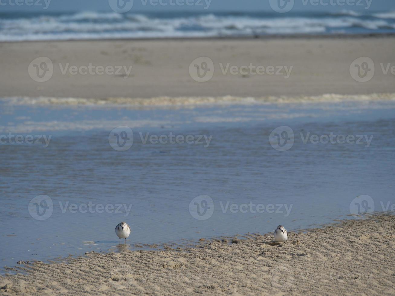 juist eiland in de Duitse Noordzee foto