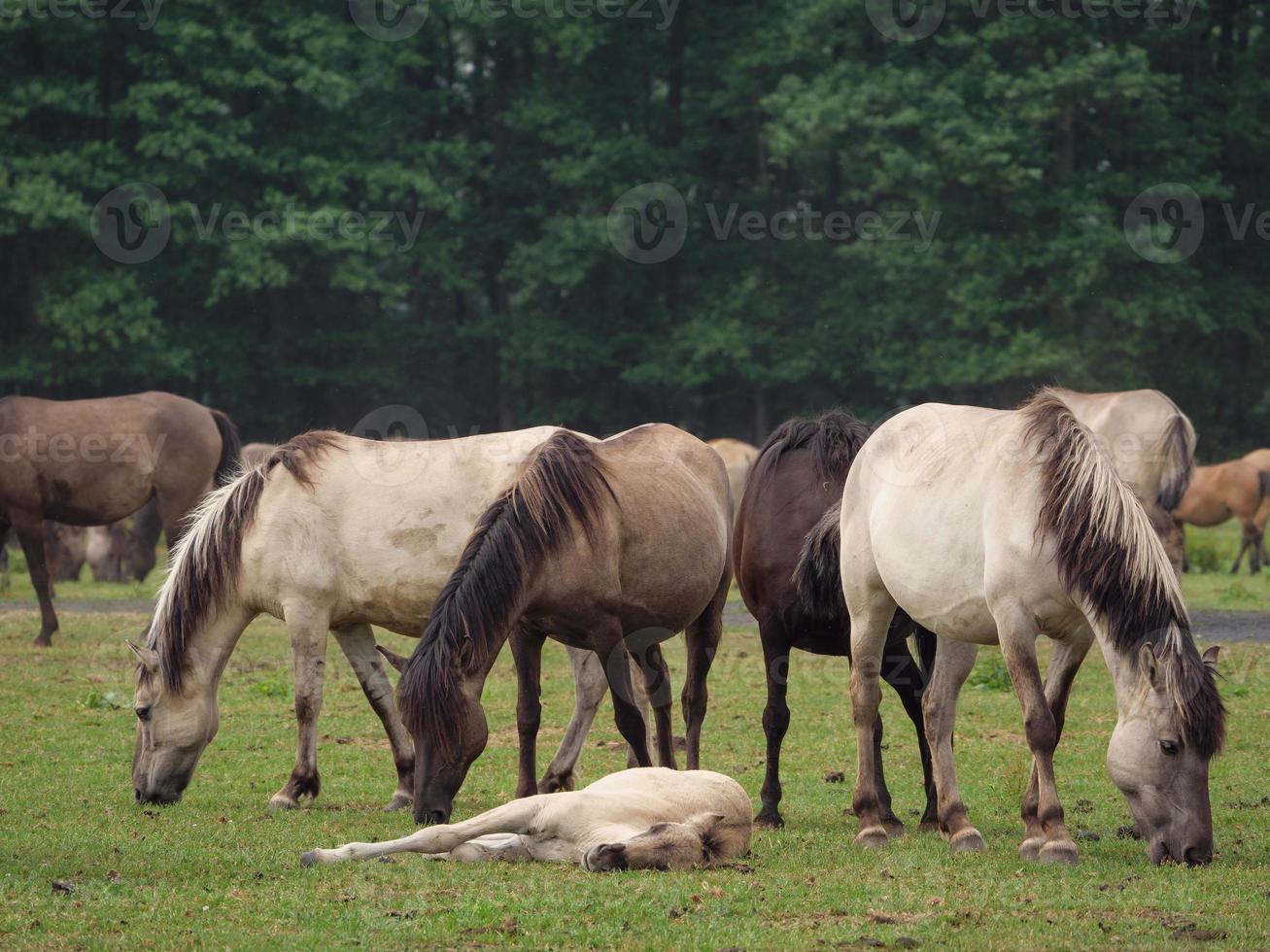 veel wilde paarden in duitsland foto