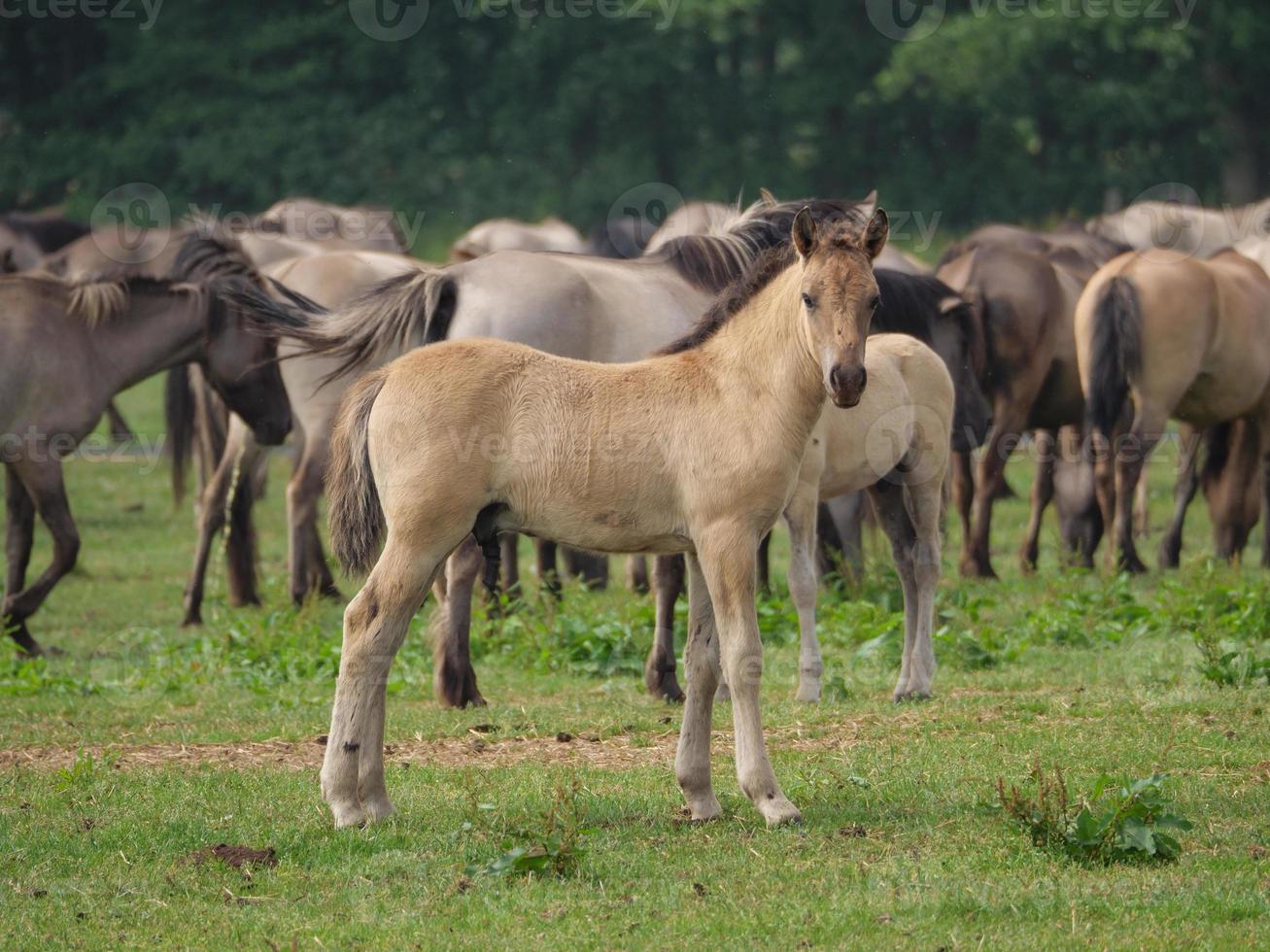 wild paard in duitsland foto