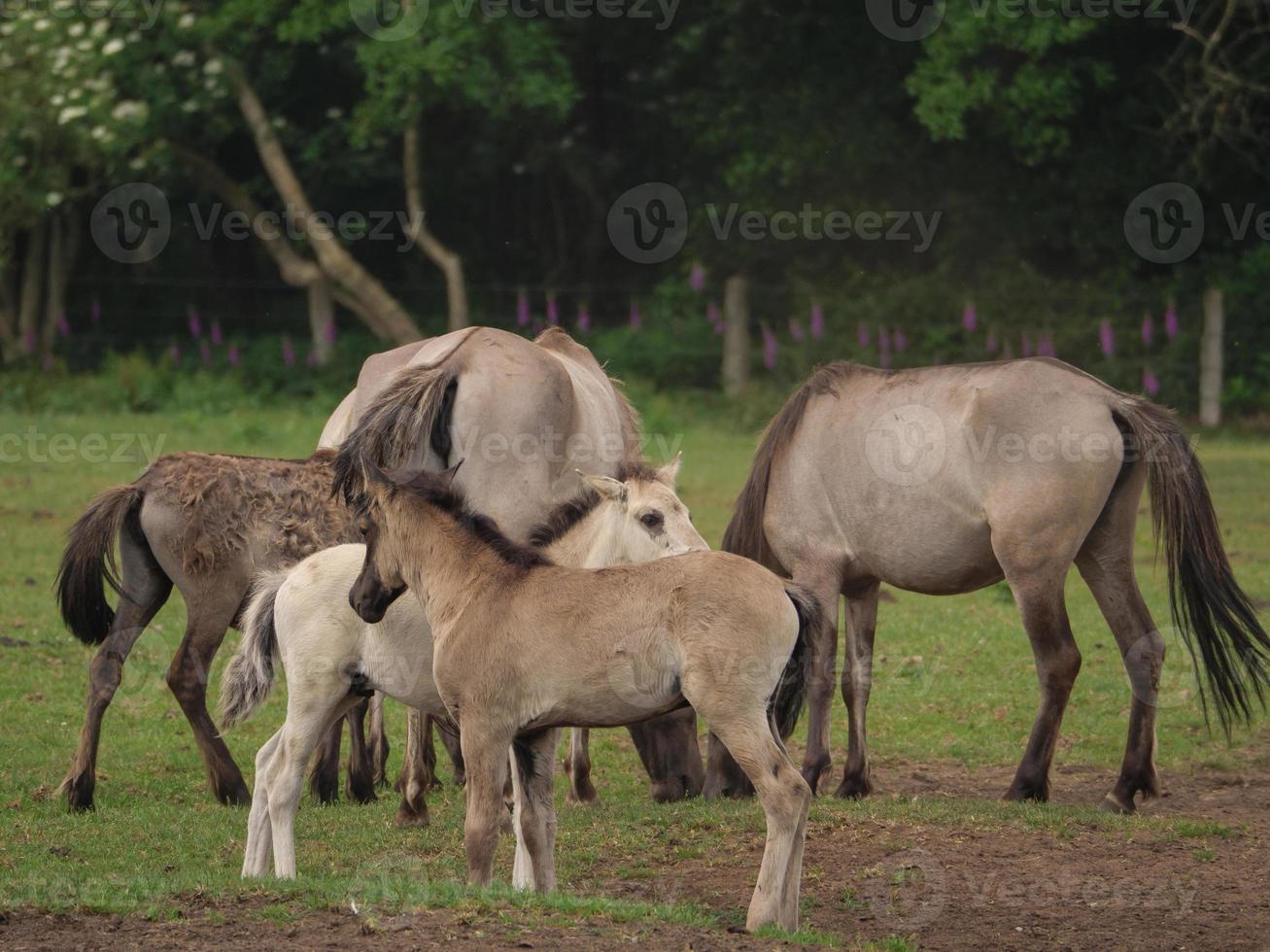 veel wilde paarden in duitsland foto