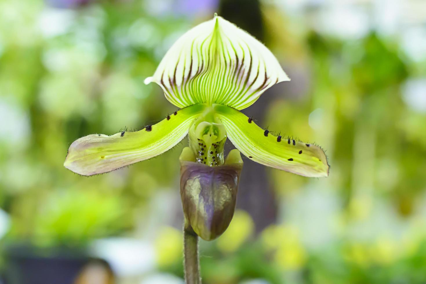 paphiopedilum, vaak de venuspantoffel genoemd, is een geslacht van de lady pantoffelorchidee onderfamilie cypripedioideae van de bloeiende plantenfamilie orchidaceae. foto