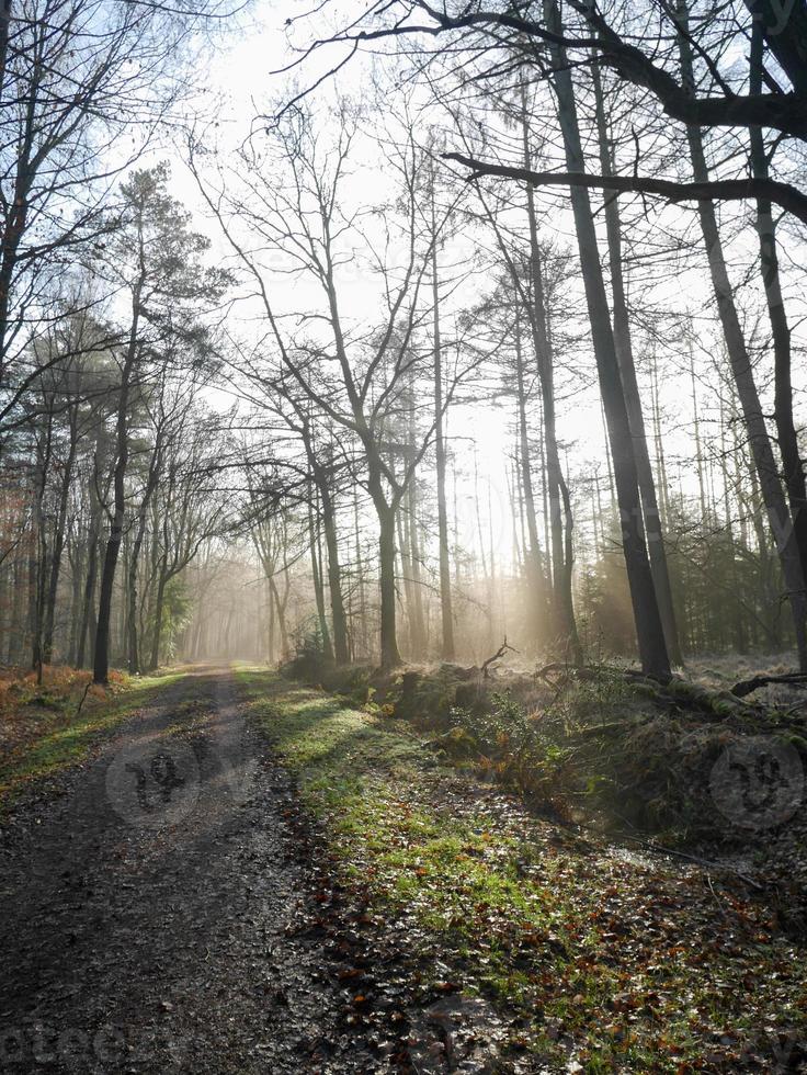 ijzige ochtend in de winter foto