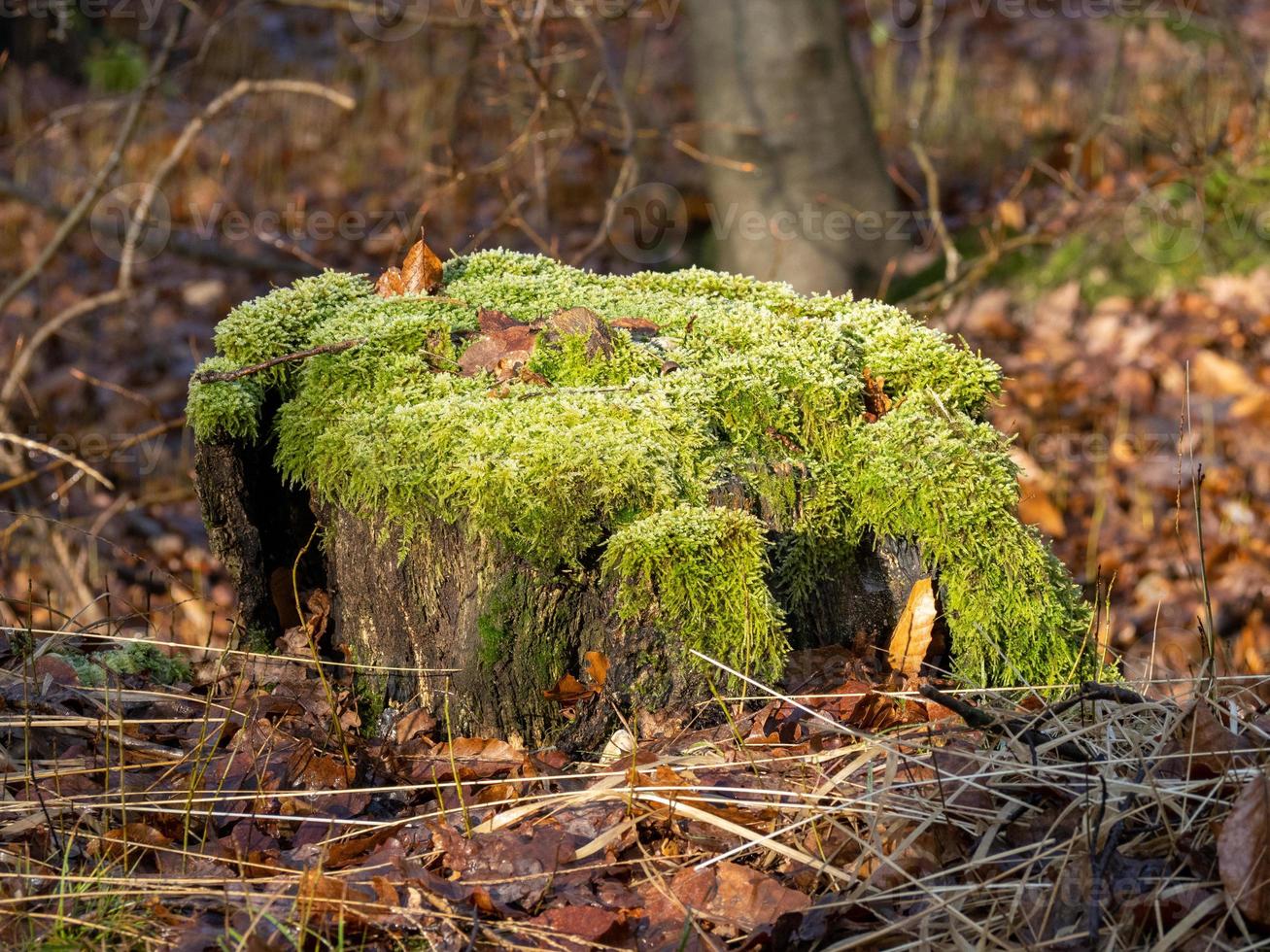 boomstronk begroeid met mos in de winterzon in bos foto