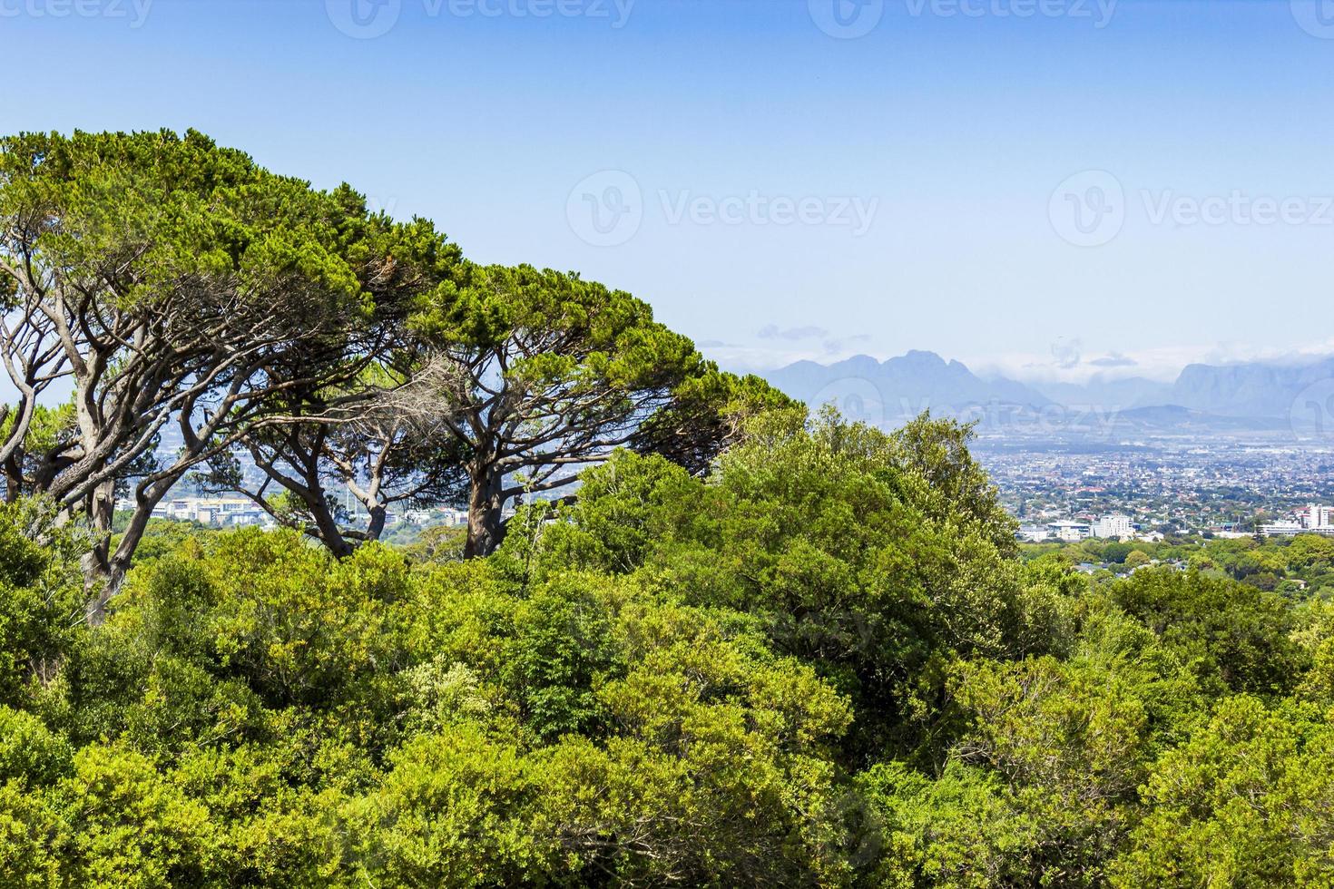enorme Zuid-Afrikaanse bomen met kaapstadpanorama, kirstenbosch. foto