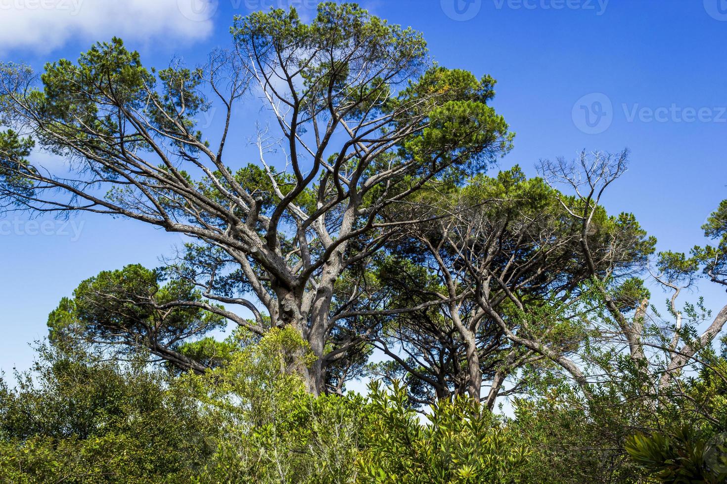 enorme Zuid-Afrikaanse bomen in de botanische tuin van kirstenbosch, kaapstad. foto