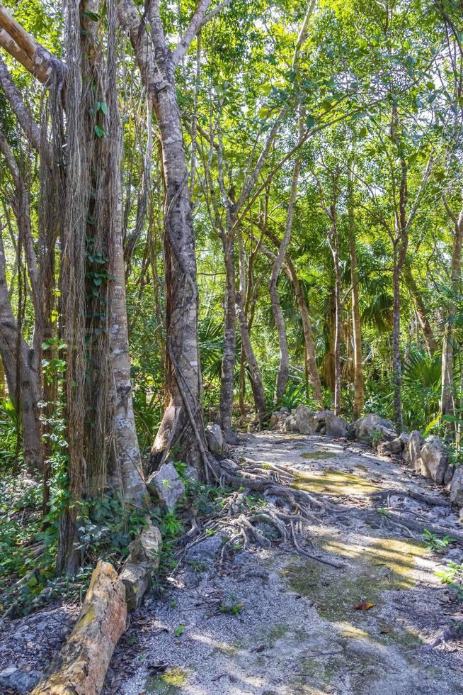 tropische planten wandelpad natuurlijk jungle bos puerto aventuras mexico. foto