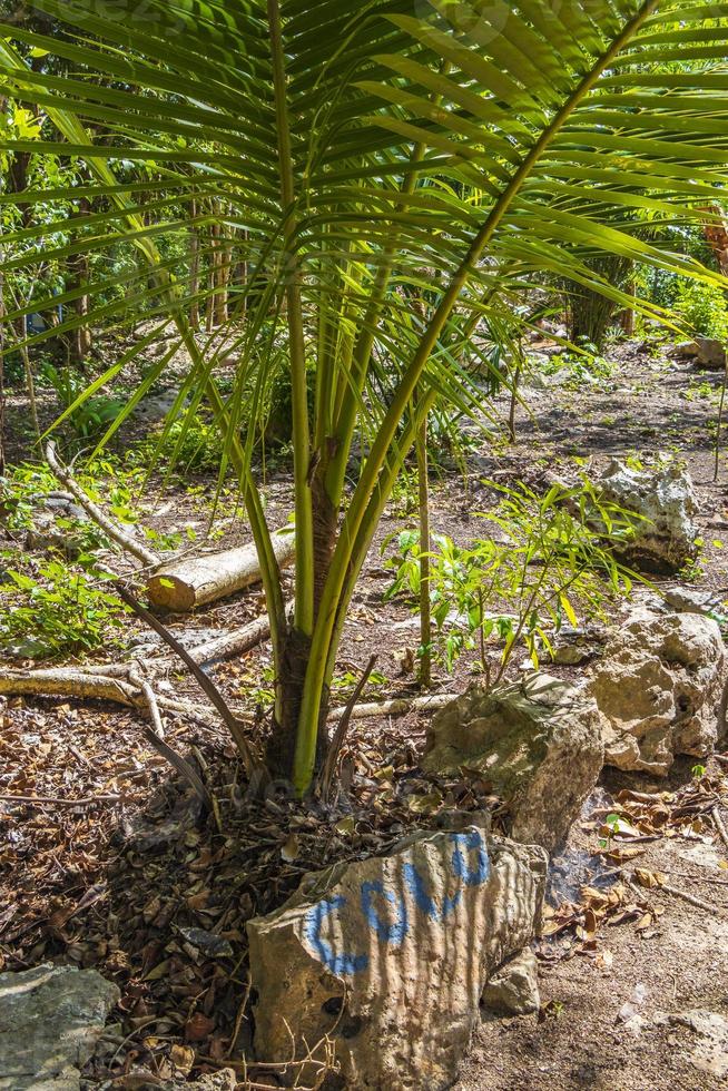 tropische palmbomen planten natuurlijke jungle puerto aventuras mexico. foto