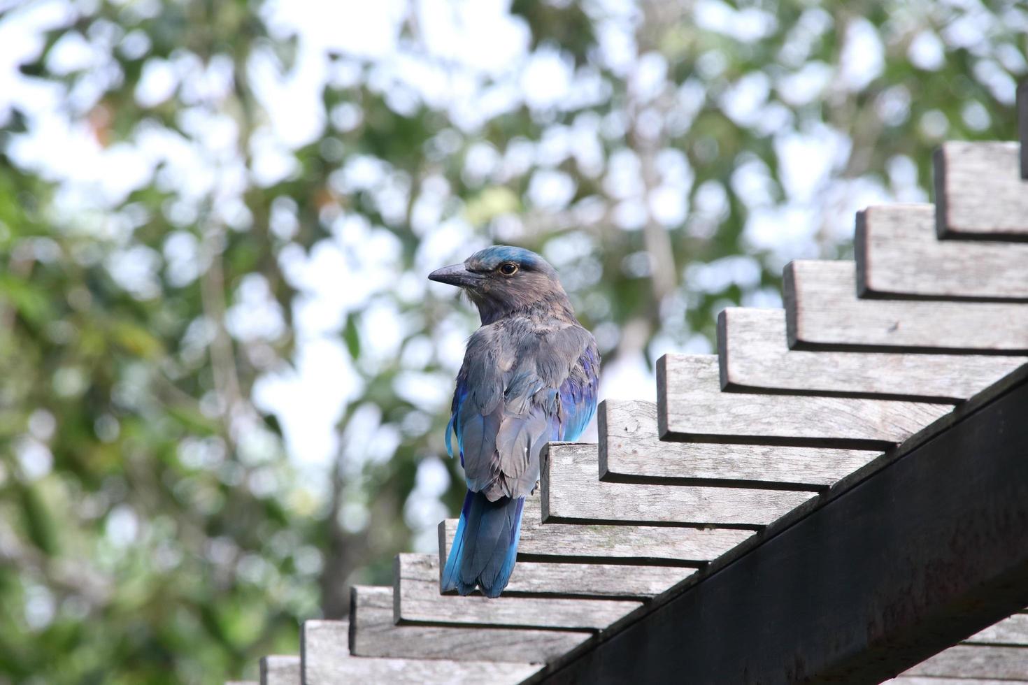 een indochinese rolvogel vangt hout en vervaagt de achtergrond, thailand. foto