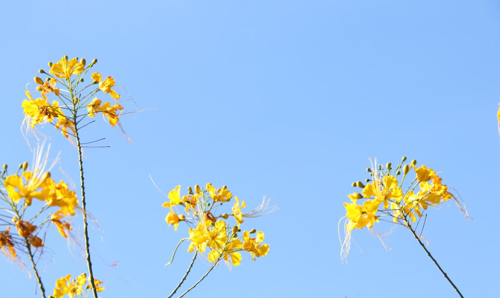 gele bloemen en knoppen van de vlamboom of koninklijke poinciana en heldere blauwe hemelachtergrond. foto