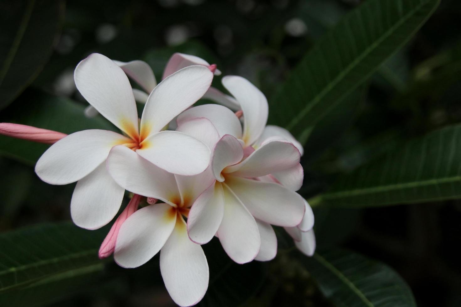 witte bloemen van frangipani of plumeria en donkere achtergrond wazig. in thailand heet de bloem leelawadee of lunthom. foto