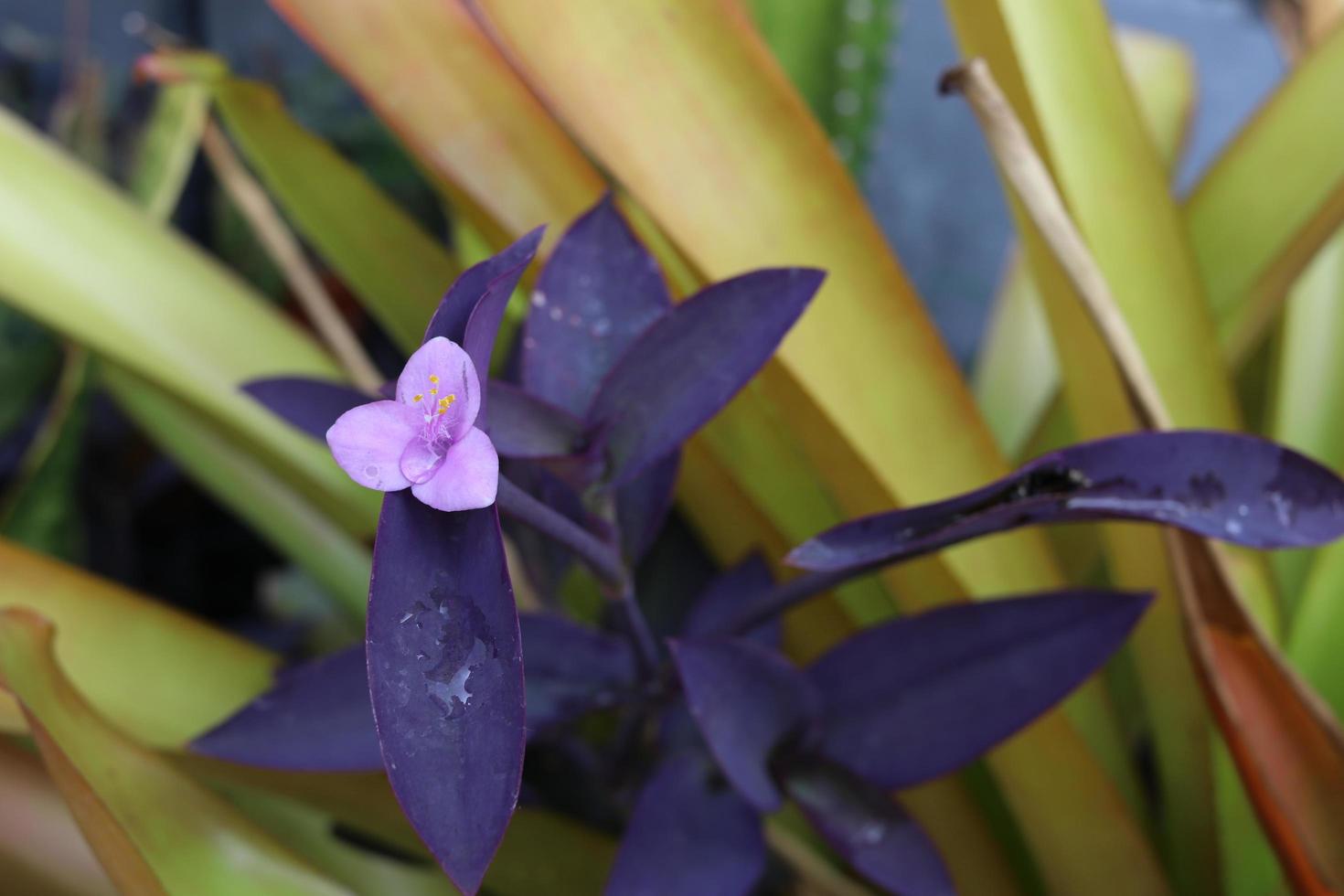 een bloem van paars hart met een druppel water en gele bladeren, een andere plant achtergrond. een andere naam is paarse tradescantia, oesterplant, bootlelie. foto