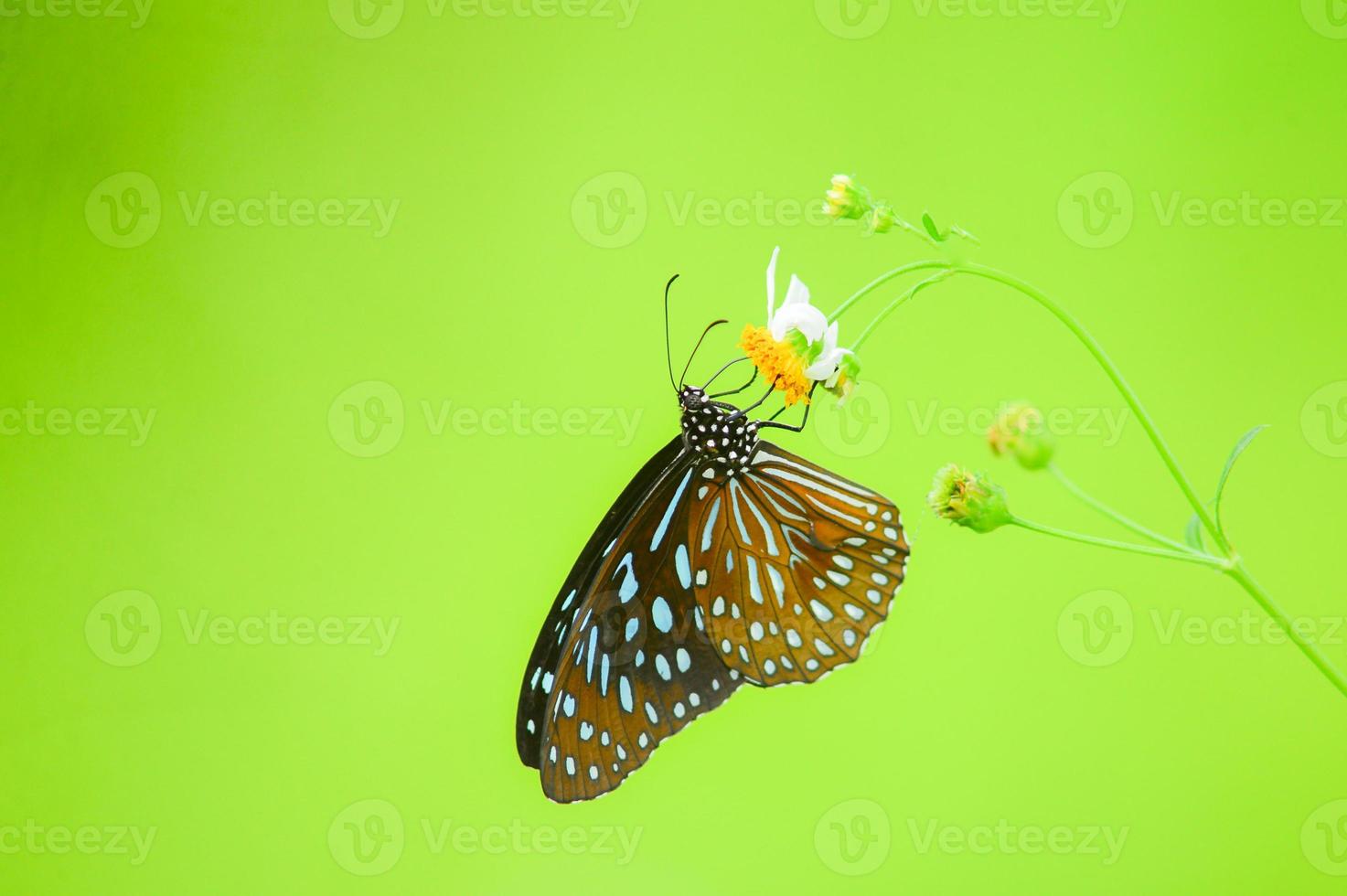 mooie vlinders in de natuur zijn op zoek naar nectar van bloemen in de thaise regio van thailand. foto