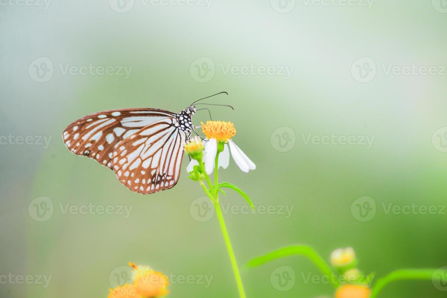 mooie vlinders in de natuur zijn op zoek naar nectar van bloemen in de thaise regio van thailand. foto