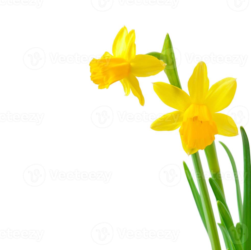 lente bloemen narcissen geïsoleerd op een witte achtergrond. foto