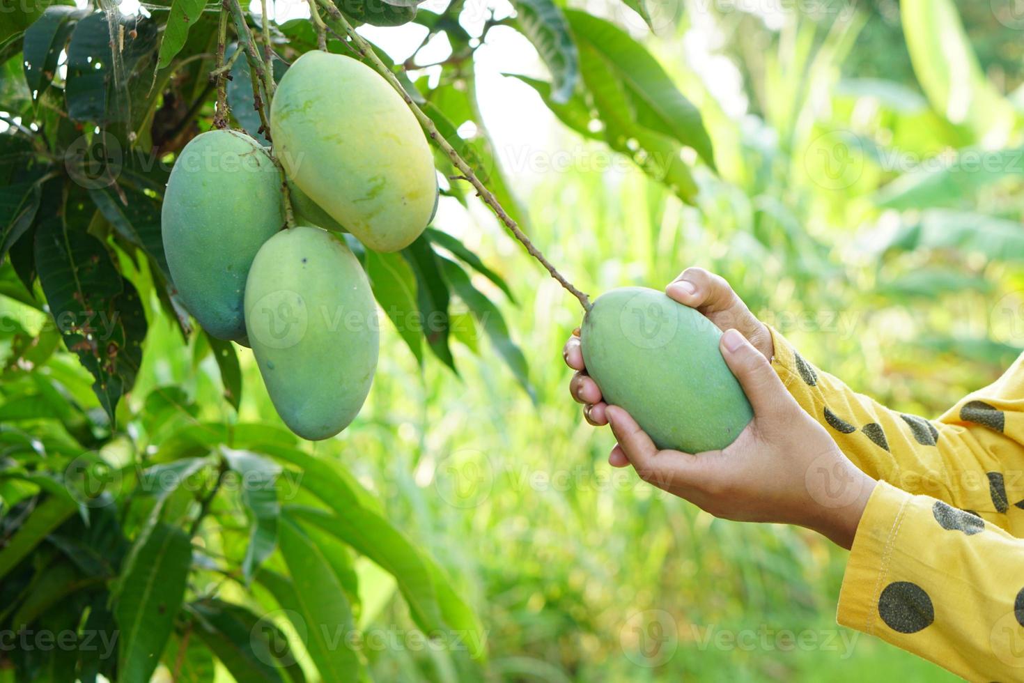 de hand van de boer mango's plukken in de boom foto