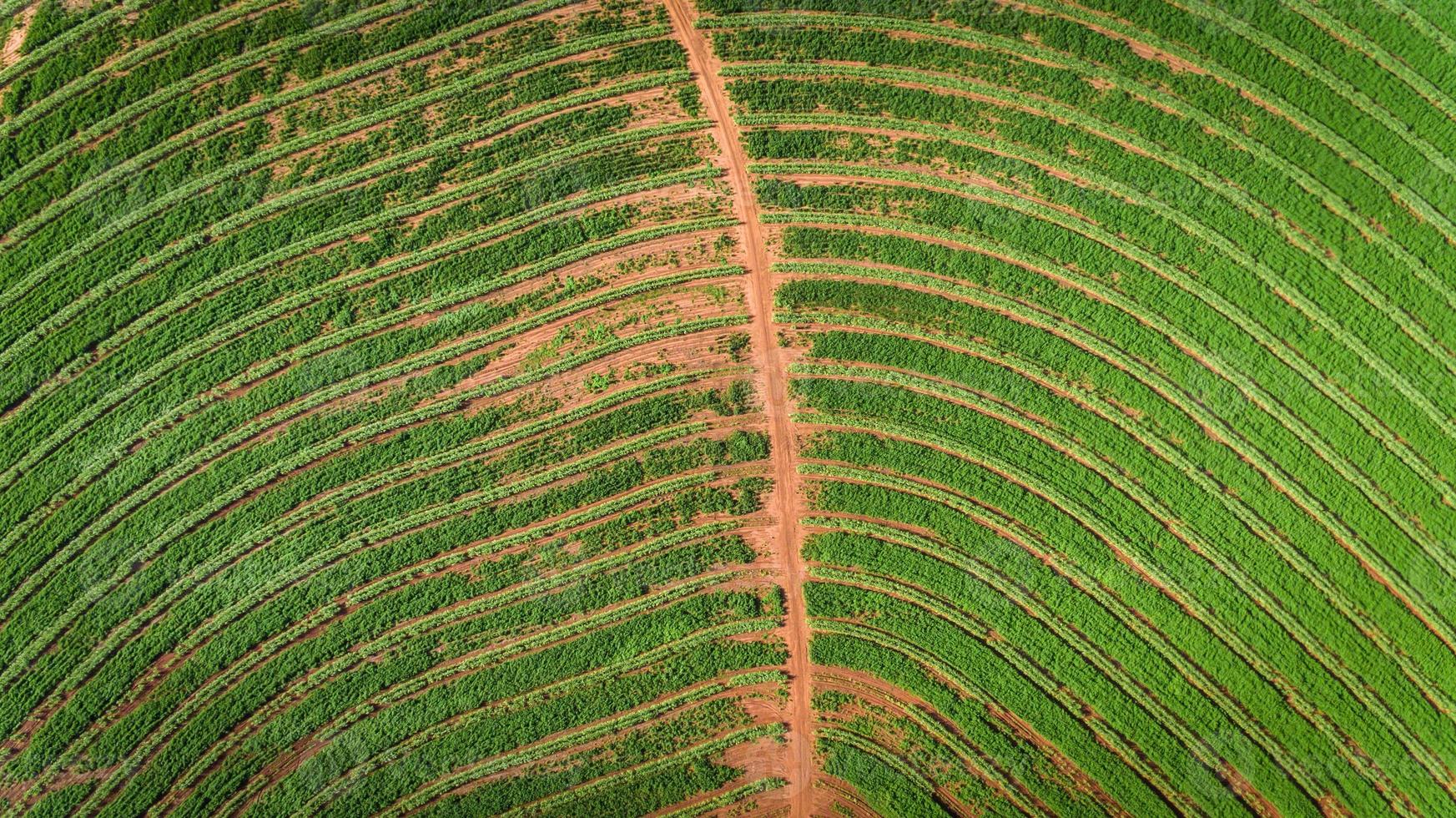 suikerrietplantage veld luchtfoto met zonlicht. agrarisch industrieel. foto