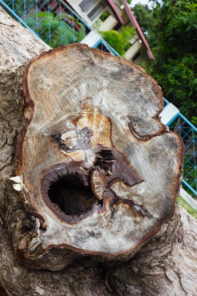 boomstronk lijkt op een menselijk gezicht. foto