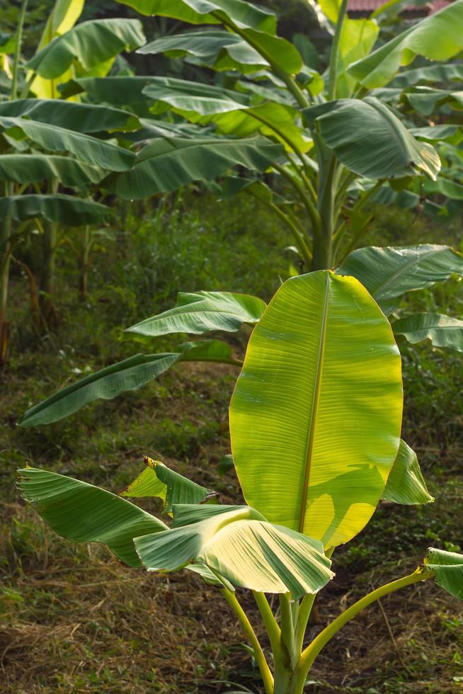 fotosynthese van bananenbladeren. foto