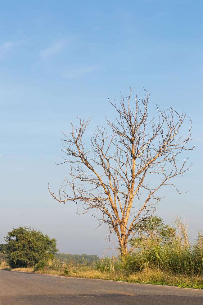 dode bomen droge kant. foto