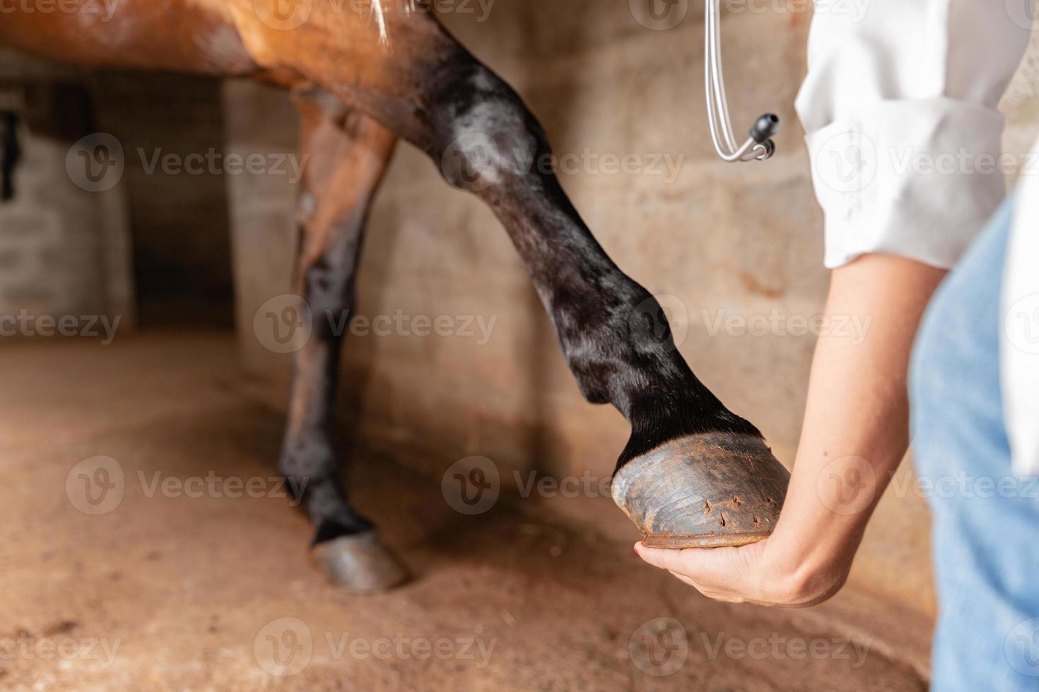 dierenarts die de pezen van het paardenbeen onderzoekt. selectieve focus op hoef. foto
