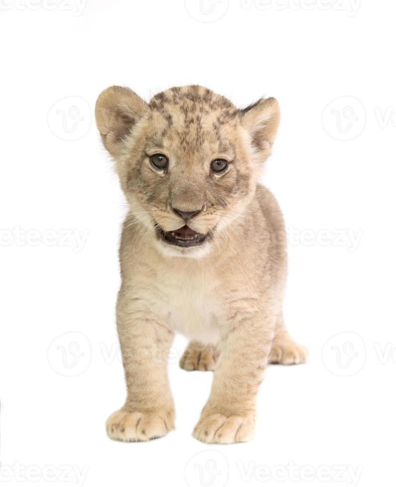 baby leeuw geïsoleerd op witte achtergrond foto