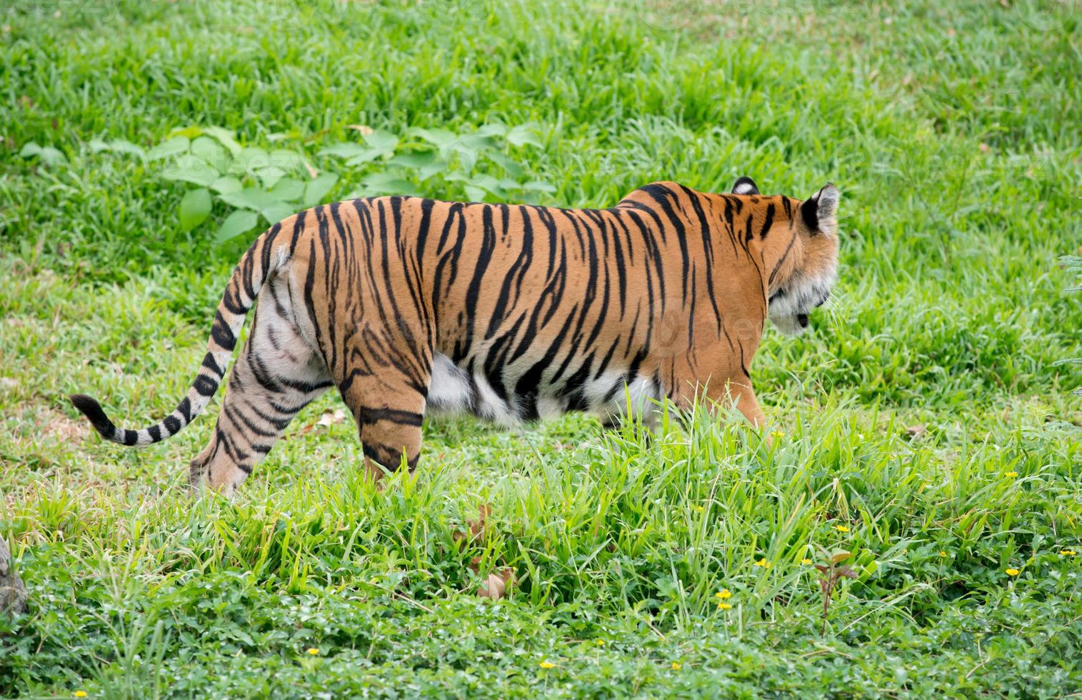 Bengaalse tijger die tussen groen gras loopt foto