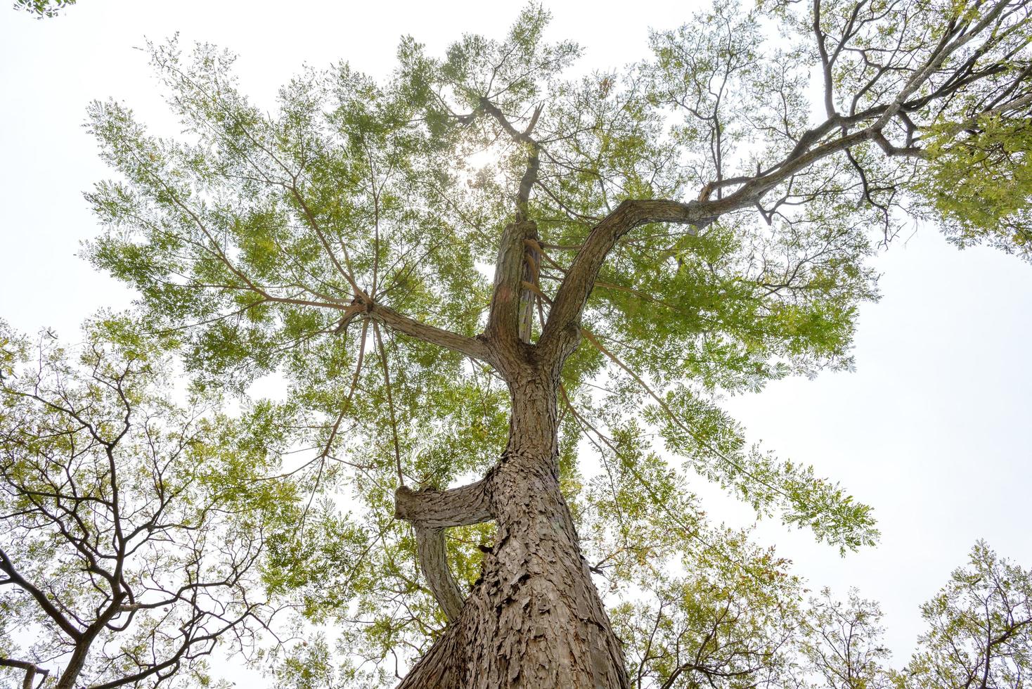 onderaanzicht naar boomtoptak van een enorme boom in junglebos. kijk onder de boom. milieu en natuur achtergrond foto