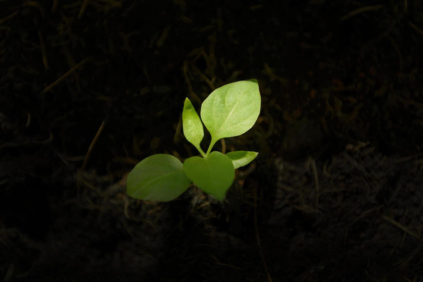 bovenaanzicht van zaailing groene plant die in de grond groeit met zonlichtvlek. foto