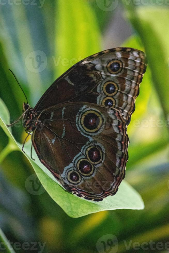 morpho peleides, de peleides blauwe morpho, gewone morpho of de keizer is een iriserende tropische vlinder die voorkomt in Mexico, Midden-Amerika, Noord-Zuid-Amerika, Paraguay en Trinidad. foto
