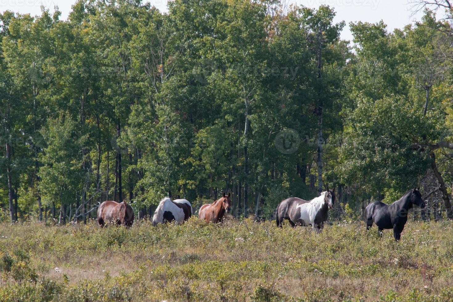 paarden naar de wei op het platteland van Saskatchewan, Canada foto