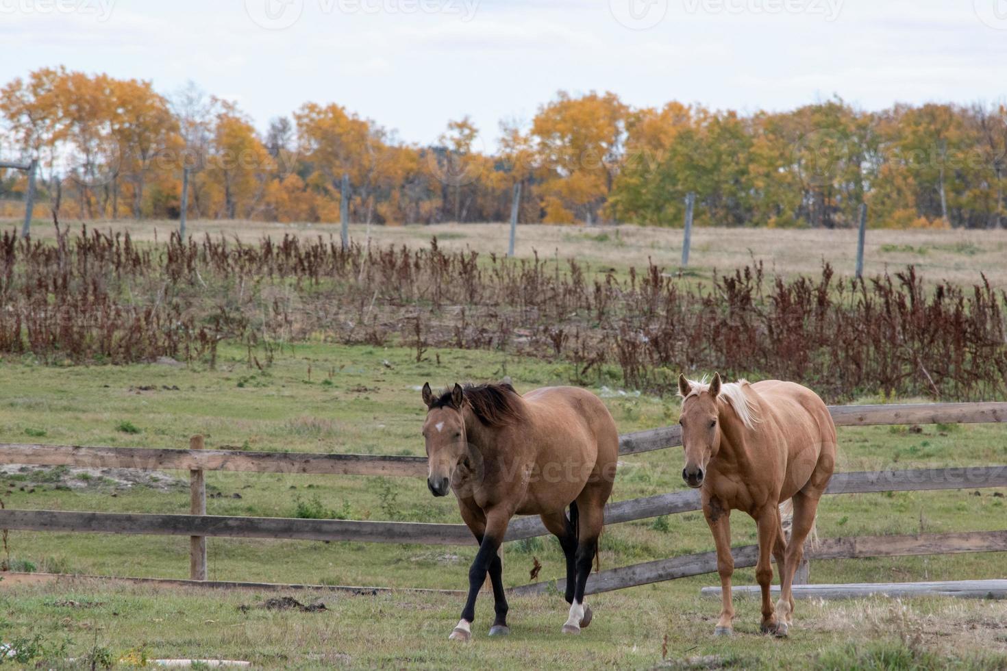 paarden naar de wei op het platteland van Saskatchewan, Canada foto