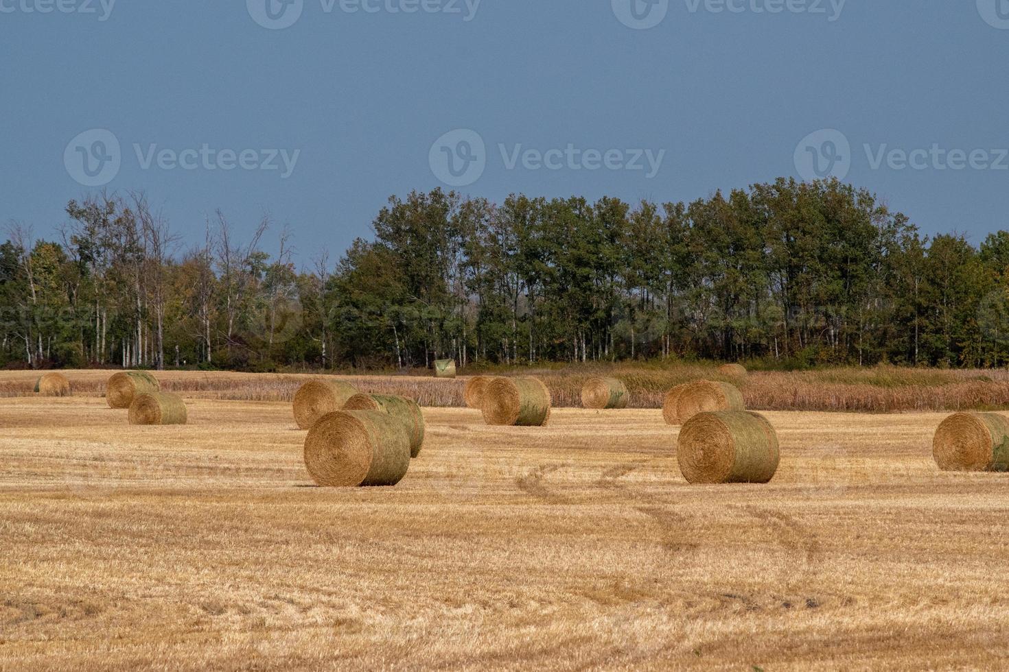 hooibalen na de herfstoogst op de Canadese prairies. foto