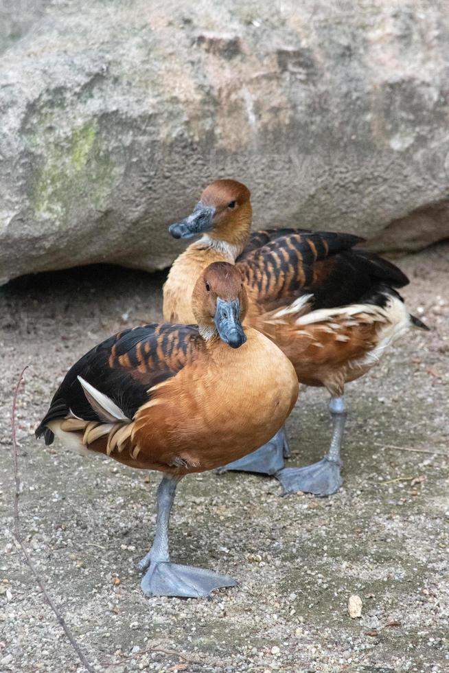 fulvous fluiteend, dendrocygna bicolor. rijke karamelkleurige eend met lange nek en poten. zoek naar blauwgrijze poten en snavel en witte strepen aan de zijkanten. foto