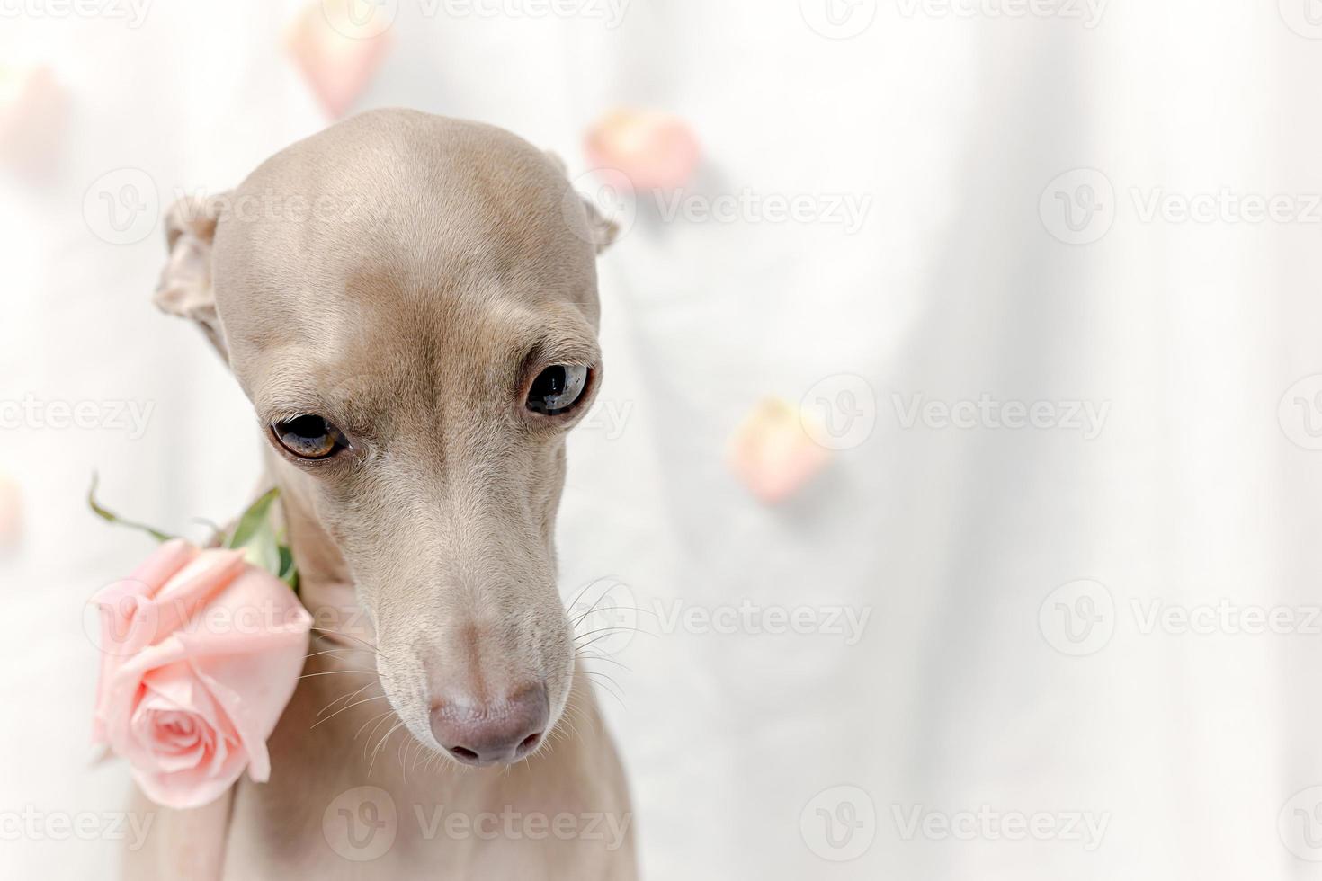 portret van raszuivere Italiaanse windhondhond met rozen foto